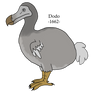 Lost Animals #8: Dodo