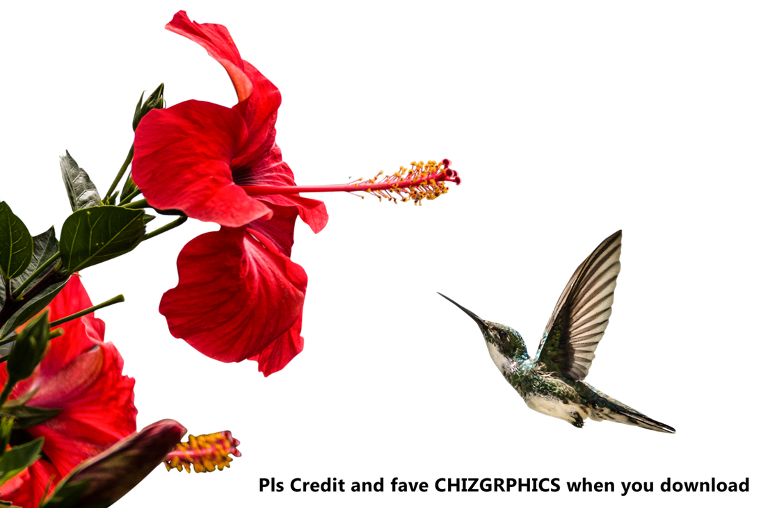 Humming Bird withh flower by Chizgraphics on DeviantArt