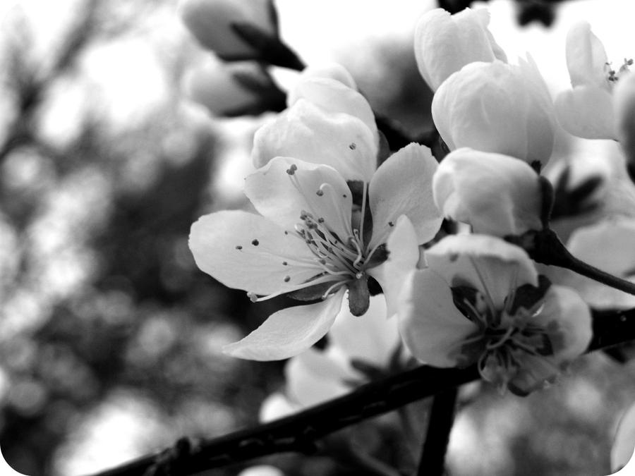 Spring in Black and White by JaxxenJ on DeviantArt