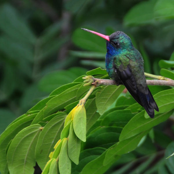 Resting Hummingbird