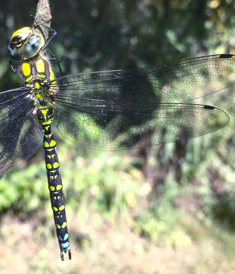 Dragonfly