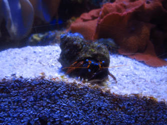 Peekaboo from Mr. Hermit Crab