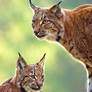 Lynx Lynx 2