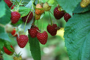 raspberries