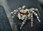 First Jumping Spider! by Caszs