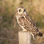 Short-eared Owl