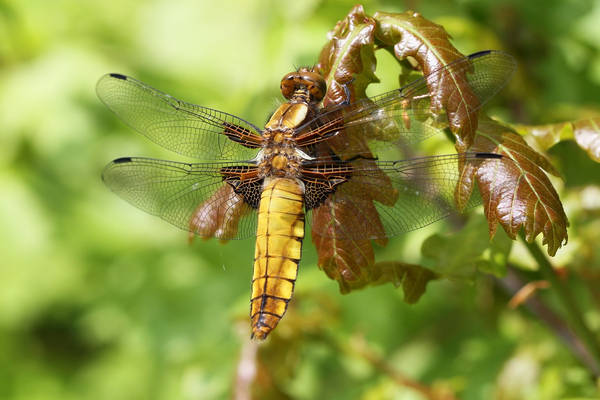 Broad-bodied Chaser