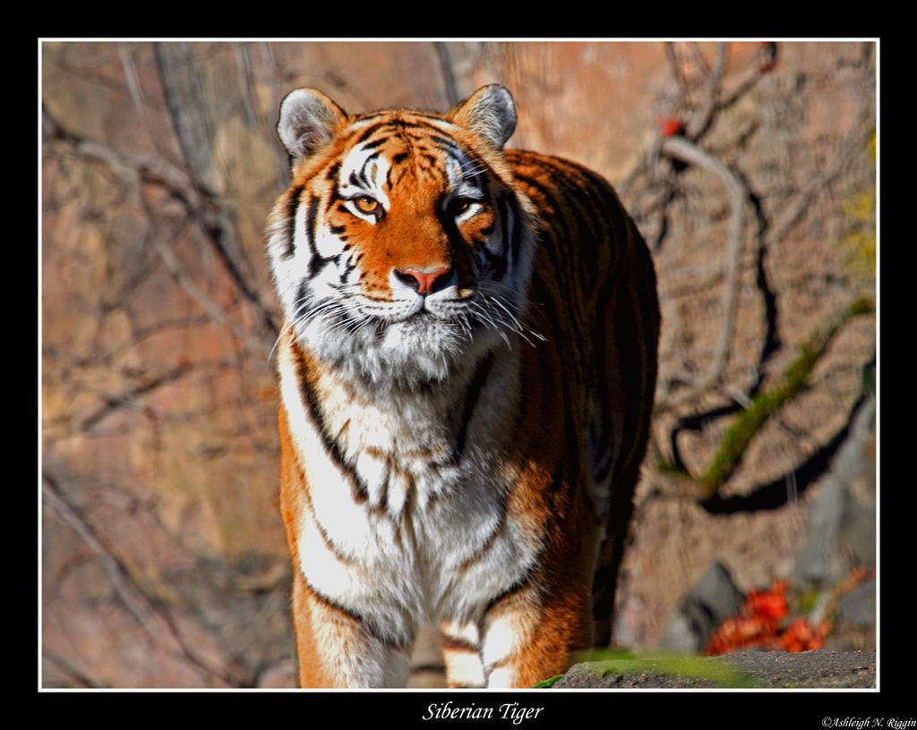 Siberian Tiger by HarvestRun on DeviantArt