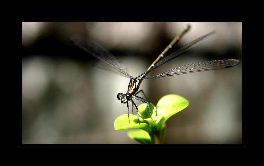 Dragon Fly