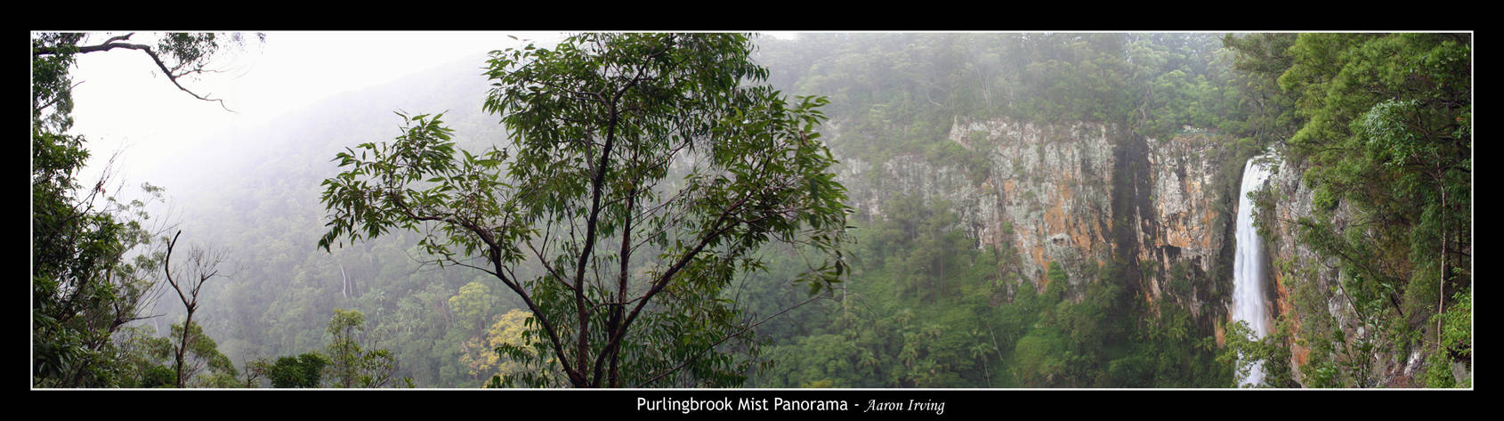 Purlingbrook Mist Panorama