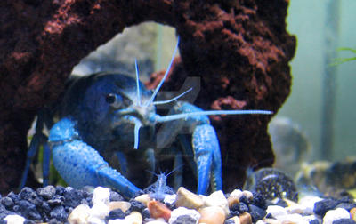 Blue crayfish babies 3