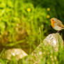 European robin