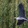 Grey heron