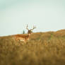 Fallow deer