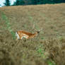 Fallow deer2