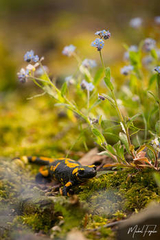 Fire salamander