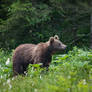 Brown bear