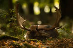 Fallow deer by michalfrgelec
