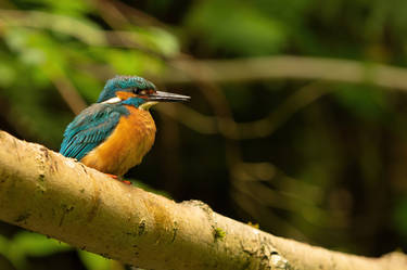 Common kingfisher