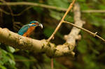 Common kingfisher by michalfrgelec