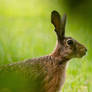 European hare