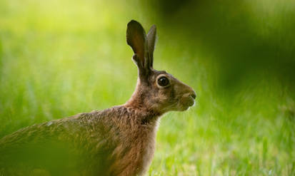 European hare