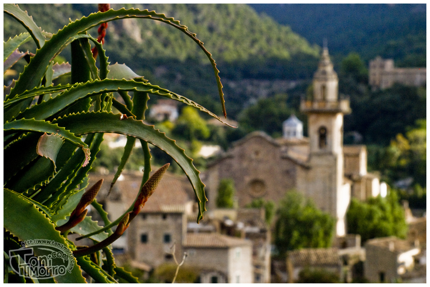 Valldemossa - 14