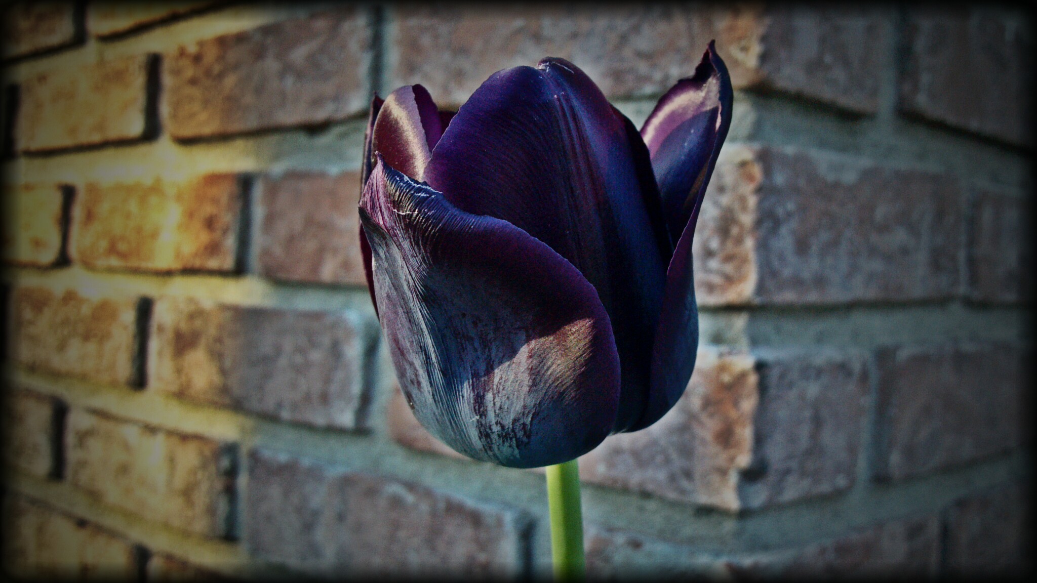 black tulip