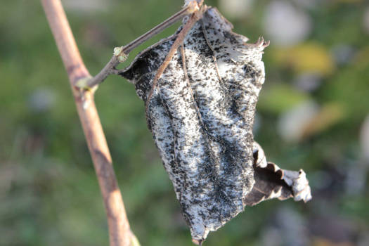 Black-white leaf