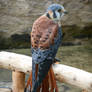 Kestrel