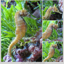 Seahorses