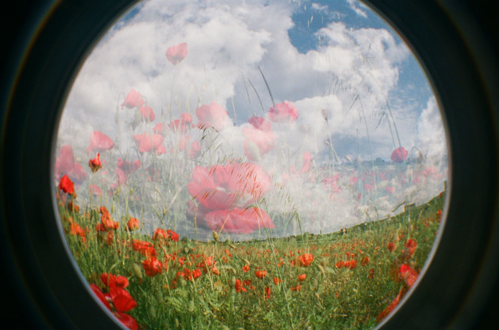 Lomography exp. - Poppy