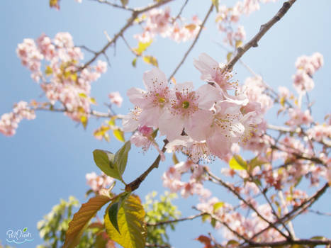 Sakura Matsuri