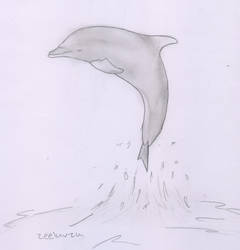 Dolphin -contest entry-