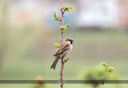 Rainy day