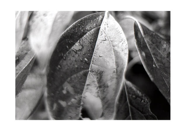 wet leaf