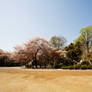 A miniature japanese garden?