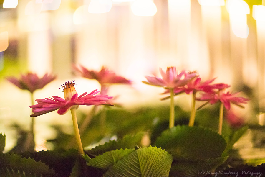 Water Lilies in the dark