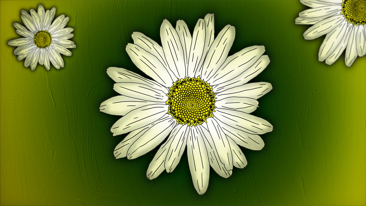 Daisy Effects Daisy Flower Effect by Tharitley on DeviantArt