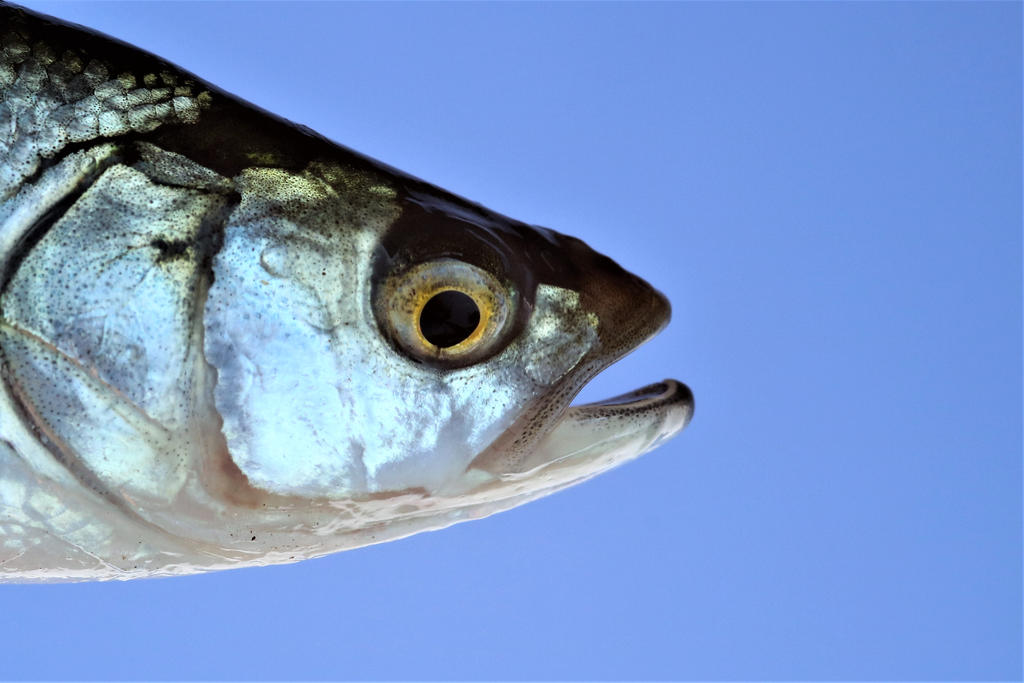 Pinterest Fish Head Head of a fish by slingeraar on DeviantArt