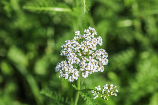 White plant