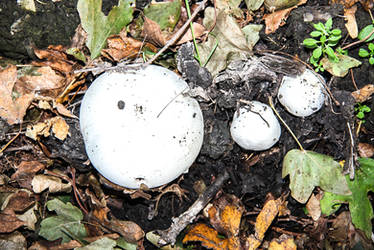 White fungi