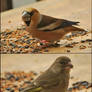 Coccothraustes coccothrauste and Carduelis chloris