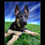 A gsd pup....