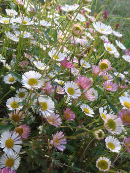 Sunshine and daisies