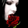 Blood Dipped Rose