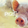 Pigs tag