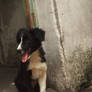 dog in alley