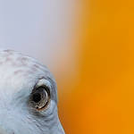 eye of seagull by arslanalp