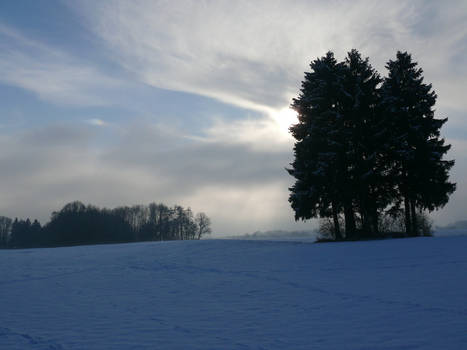 Lonely Trees